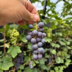 MR101932-11602-Fossastraat-16,-Naaldwijk-266961026